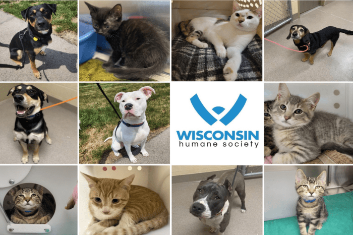 Wisconsin Humane Society Kenosha Campus Adoption